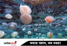 জেলিফিশের কারণে বন্ধ হলো ফ্রান্সের পারমাণবিক বিদ্যুৎকেন্দ্র