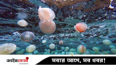 জেলিফিশের কারণে বন্ধ হলো ফ্রান্সের পারমাণবিক বিদ্যুৎকেন্দ্র