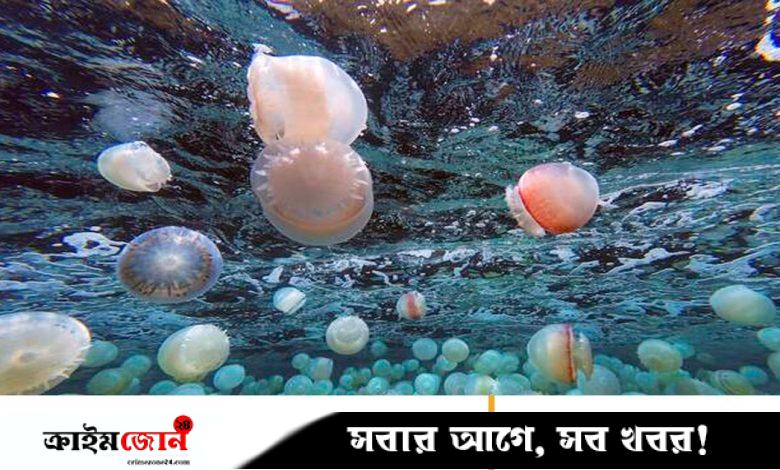 জেলিফিশের কারণে বন্ধ হলো ফ্রান্সের পারমাণবিক বিদ্যুৎকেন্দ্র