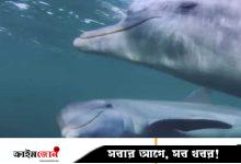 বিষাক্ত মাছ দিয়ে ‘নেশা’ করে ডলফিন, ধরা পড়ল ক্যামেরায়