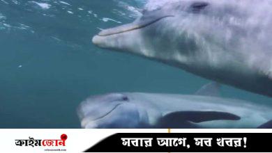 বিষাক্ত মাছ দিয়ে ‘নেশা’ করে ডলফিন, ধরা পড়ল ক্যামেরায়