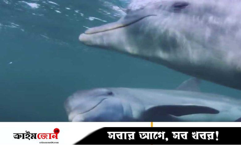 বিষাক্ত মাছ দিয়ে ‘নেশা’ করে ডলফিন, ধরা পড়ল ক্যামেরায়