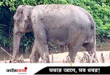 নাইক্ষ্যংছড়ি স্থলমাইন বিস্ফোরণে আহত হাতির চিকিৎসা শুরু