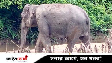 নাইক্ষ্যংছড়ি স্থলমাইন বিস্ফোরণে আহত হাতির চিকিৎসা শুরু