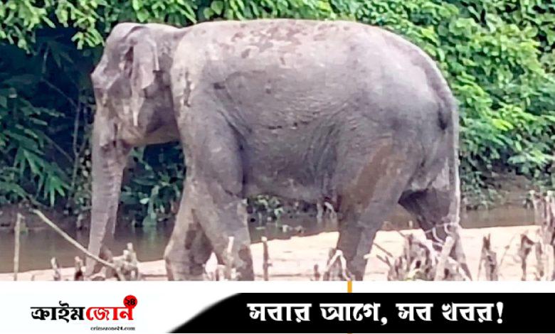 নাইক্ষ্যংছড়ি স্থলমাইন বিস্ফোরণে আহত হাতির চিকিৎসা শুরু