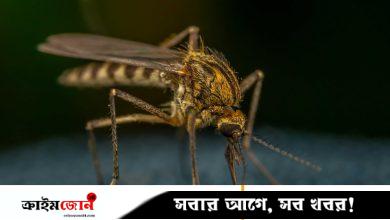 হালকা রঙের পোশাক পরলে মশা কামড়ায় না! মশা থেকে বাঁচার আরও উপায় জেনে নিন