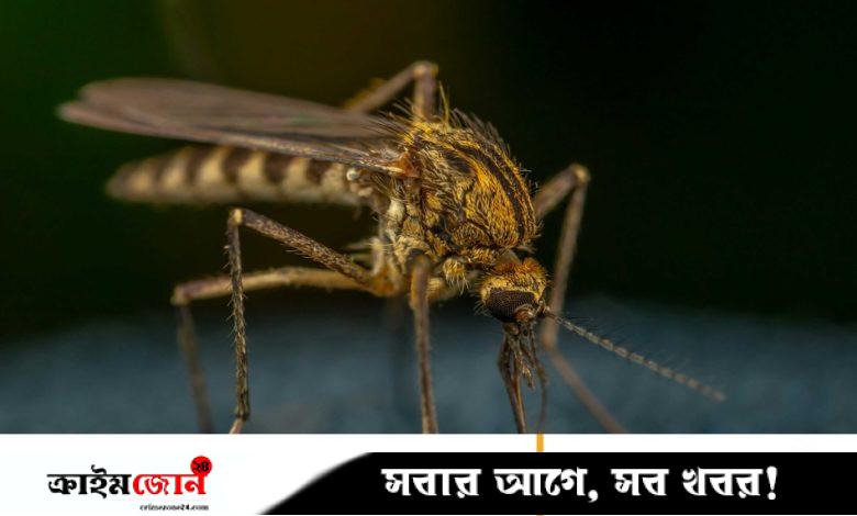 হালকা রঙের পোশাক পরলে মশা কামড়ায় না! মশা থেকে বাঁচার আরও উপায় জেনে নিন