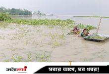 পদ্মার পানিতে তলিয়ে গেছে ফসলি জমি, দিশেহারা বাঘার কৃষকেরা