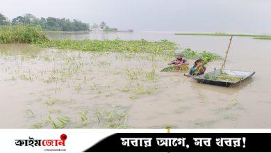 পদ্মার পানিতে তলিয়ে গেছে ফসলি জমি, দিশেহারা বাঘার কৃষকেরা