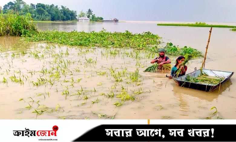 তলিয়ে গেছে ঘরবাড়ি ও ফসল, পানিবন্দী হাজারো পরিবার