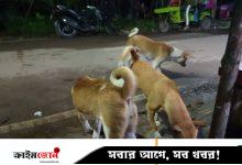 নেছারাবাদে কুকুরের কামড়ে আহত ৩০, হাসপাতালে নেই ভ্যাকসিন