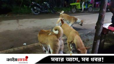নেছারাবাদে কুকুরের কামড়ে আহত ৩০, হাসপাতালে নেই ভ্যাকসিন