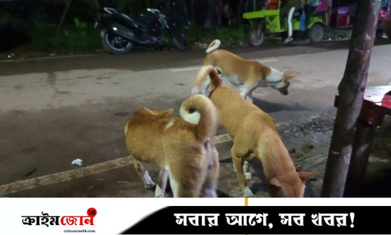 নেছারাবাদে কুকুরের কামড়ে আহত ৩০, হাসপাতালে নেই ভ্যাকসিন