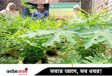বাড়ির আঙিনা ও পরিত্যক্ত জমিতে বস্তায় আদা চাষ, আয় বাড়ছে কৃষকের