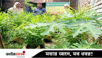 বাড়ির আঙিনা ও পরিত্যক্ত জমিতে বস্তায় আদা চাষ, আয় বাড়ছে কৃষকের