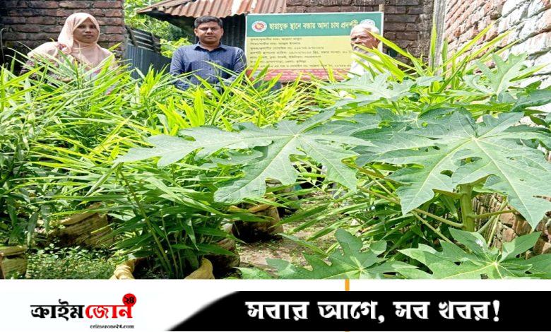 বাড়ির আঙিনা ও পরিত্যক্ত জমিতে বস্তায় আদা চাষ, আয় বাড়ছে কৃষকের