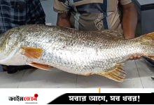 কুয়াকাটায় জেলের জালে ২২ কেজি ওজনের কোরাল মাছ