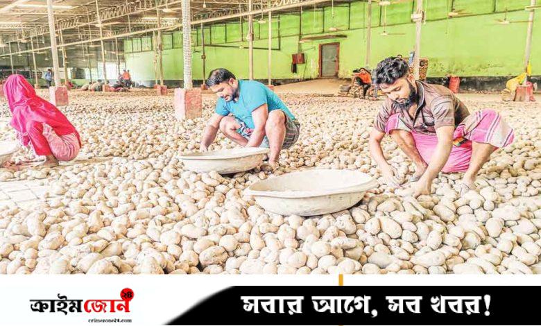 প্রতি কেজি আলুতে কৃষকের লোকসান ১৪-১৬ টাকা