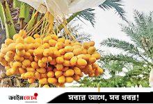 পাহাড়ের মাটিতে এখন মরুভূমির ফলের স্বাদ