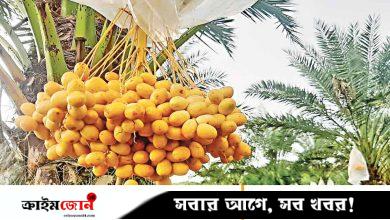 পাহাড়ের মাটিতে এখন মরুভূমির ফলের স্বাদ
