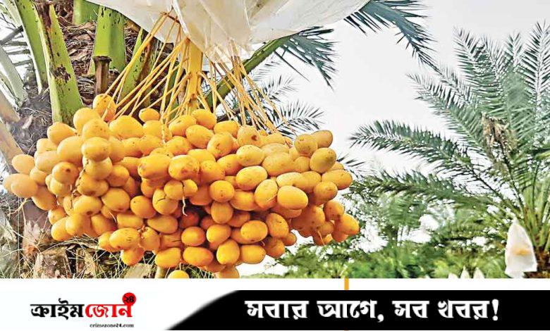 পাহাড়ের মাটিতে এখন মরুভূমির ফলের স্বাদ