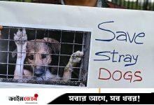 নেড়ি কুকুর নিয়ে সিদ্ধান্ত বদলালেন ভারতের সুপ্রিম কোর্ট