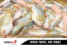 মিঠাপানির মাছ রপ্তানিতে রেকর্ড