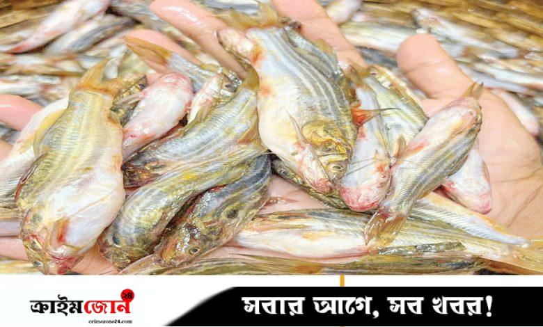 মিঠাপানির মাছ রপ্তানিতে রেকর্ড