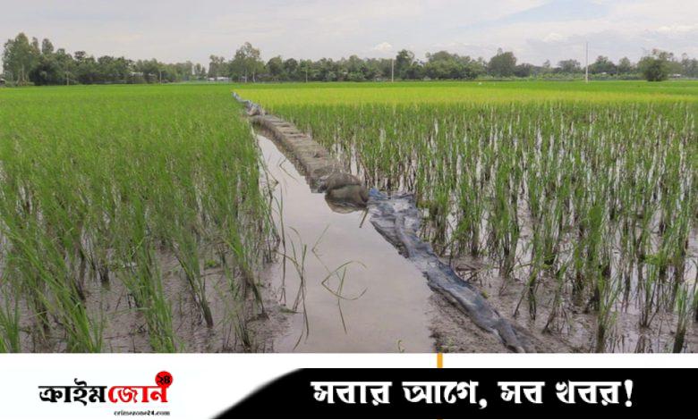 অবৈধ জালে বিলুপ্তির পথে দেশি মাছ