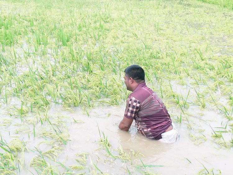 পদ্মার পানিতে তলিয়ে গেছে ফসলি জমি, দিশেহারা বাঘার কৃষকেরা
