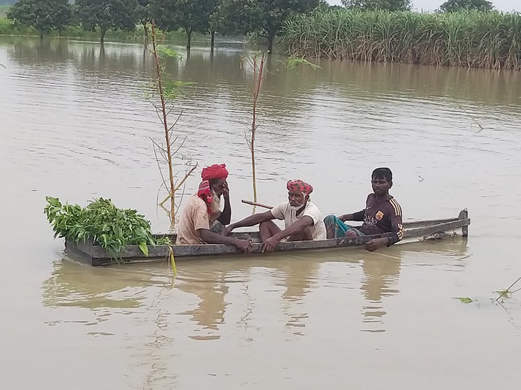 পদ্মার পানিতে তলিয়ে গেছে ফসলি জমি, দিশেহারা বাঘার কৃষকেরা
