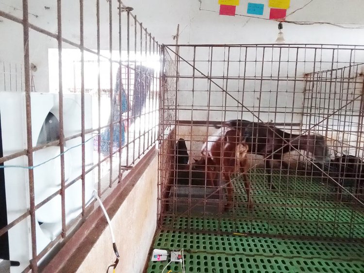 বিশ্ববিদ্যালয়ের একটি পোলট্রি খামারে ব্যবহার করা হচ্ছে এই নির্ভর হিট স্ট্রেস সিস্টেম। ছবি: আজকের পত্রিকা