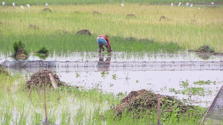 চায়না দুয়ারী জাল বসিয়ে এক শ্রেণির অসাধু মানুষ ডিমওয়ালা ও পোনা মাছ নিধন করছেন। ছবি: আজকের পত্রিকা
