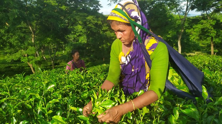 মানিকছড়িতে নেপচুন চা-বাগানে চা-পাতা তুলছেন দেশসেরা শ্রমিক জেসমিন আক্তার ও আরও কয়েকজন নারী শ্রমিক। গত শনিবার বিকেলে তোলা। ছবি: আজকের পত্রিকা