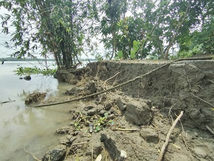 নলছিটি উপজেলার সরই গ্রামে নদীতীর ভাঙনের চিত্র। ছবি: আজকের পত্রিকা