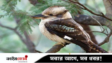 পুরুষ পাখিরা ডিম পাড়ছে, ধন্দে পড়েছেন অস্ট্রেলিয়ার বিজ্ঞানীরা