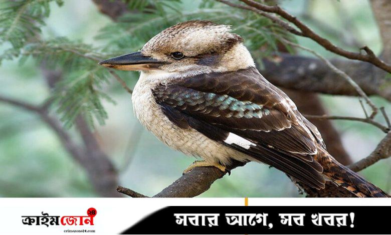 পুরুষ পাখিরা ডিম পাড়ছে, ধন্দে পড়েছেন অস্ট্রেলিয়ার বিজ্ঞানীরা