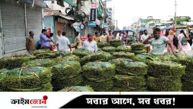 ন্যায্য দাম পাচ্ছেন না ভোলার পানচাষিরা