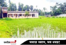 বিদ্যালয়ের মাঠে ধান চাষ