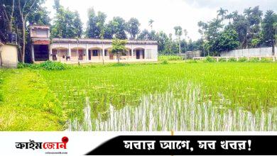 বিদ্যালয়ের মাঠে ধান চাষ