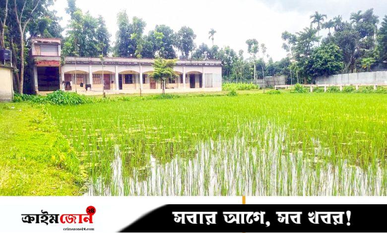 বিদ্যালয়ের মাঠে ধান চাষ