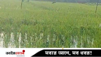 বগুড়ায় বাড়ি থেকে ডেকে নিয়ে হত্যা মামলার আসামিকে খুন, আহত ৪