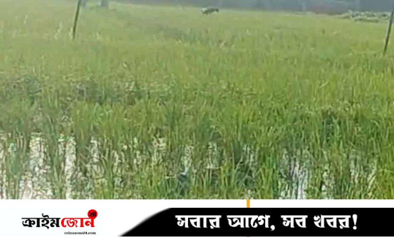 বগুড়ায় বাড়ি থেকে ডেকে নিয়ে হত্যা মামলার আসামিকে খুন, আহত ৪
