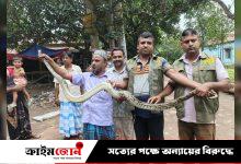 গাজীপুরে বসত বাড়ি থেকে অজগর উদ্ধার: জাতীয় উদ্যানের অবমুক্ত